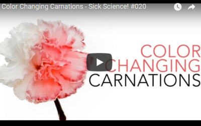 Color Changing Carnations – Sick Science! #020  Steve Spangler