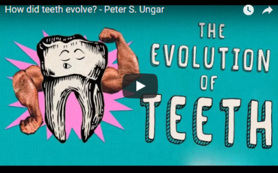 How did teeth evolve? – TED- Ed by Peter S. Ungar