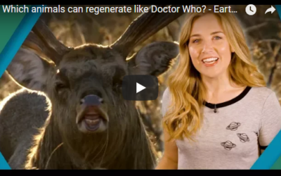 Which animals can regenerate like Doctor Who? – Earth Unplugged