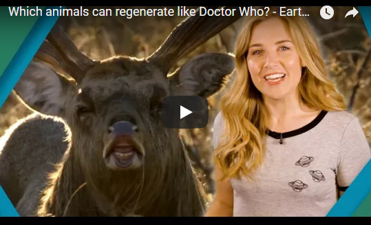 Which animals can regenerate like Doctor Who? – Earth Unplugged