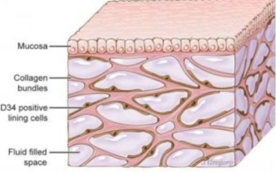 Meet the interstitium, medical science’s latest and largest organ candidate | CBC News