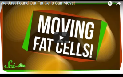 We Just Found Out Fat Cells Can Move!