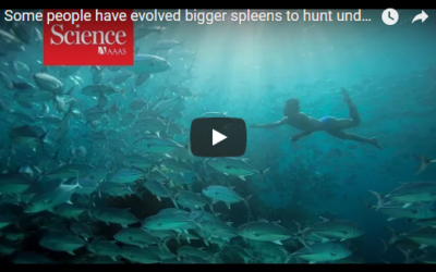 Some people have evolved bigger spleens to hunt underwater