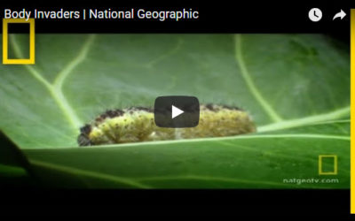 Body Invaders | National Geographic