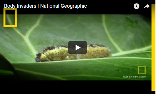 Body Invaders | National Geographic