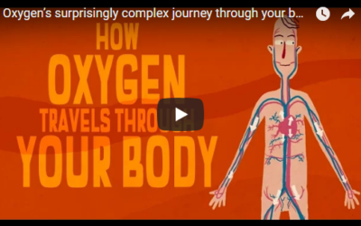 Oxygen’s surprisingly complex journey through your body – TED Talks by Enda Butler