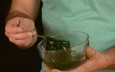 Edible Slime | Science Experiments | Steve Spangler Science