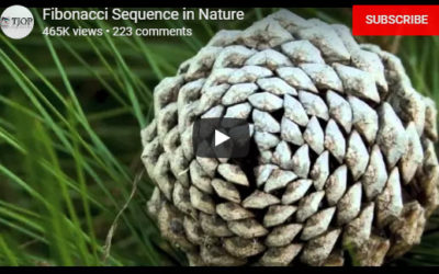 Fibonacci Sequence in Nature