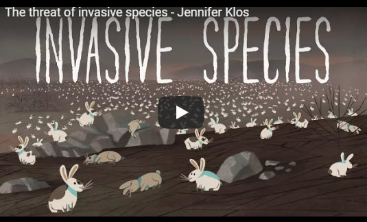 The threat of invasive species – TED Talks, Jennifer Klos