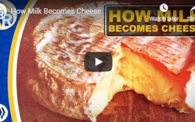 How Milk Becomes Cheese