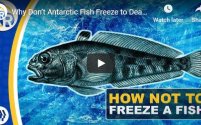 Why Don’t Antarctic Fish Freeze to Death?