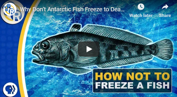 Why Don’t Antarctic Fish Freeze to Death?