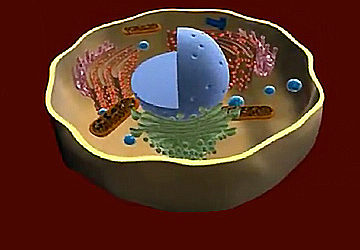 3-D Animations of the Human Cell – submitted by Natalia Arbouzova