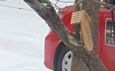 Bird Feeding Stations: Bringing Nature to the Classroom – submitted by Dave Gervais