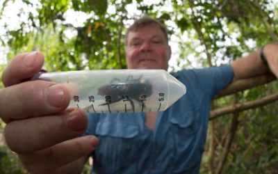 World’s biggest bee spotted alive for the first time in decades | CBC News