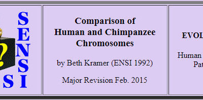 Comparative Chromosomes – submitted by Laura Wodlinger