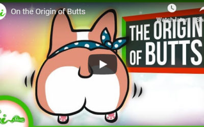 On the Origin of Butts – YouTube