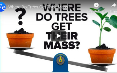 Where Do Trees Get Their Mass? – Veritassium