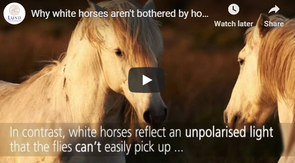 Why white horses aren’t bothered by horse-flies – submitted by Joanne O’Meara