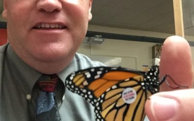 Monarch Butterfly Tagging  – submitted by Kent Cheesman