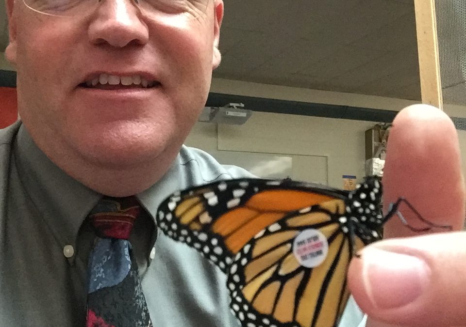 Monarch Butterfly Tagging  – submitted by Kent Cheesman