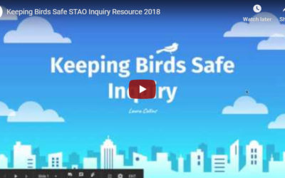 KEEPING BIRDS SAFE INQUIRY – by Laura Collins (STAO Connex Inquiry Series)
