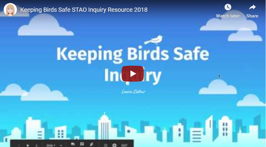 KEEPING BIRDS SAFE INQUIRY – by Laura Collins (STAO Connex Inquiry Series)