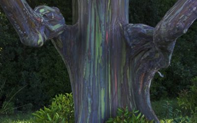 Rainbow Eucalyptus: The Most Beautiful Tree in the World – submitted by Kris Lee