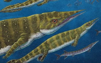 Sea Monster Fossil Discovery – CBC – submitted by Kris Lee