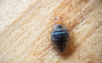 Sleep Tight: A Complete Guide to the Impact, Identification, and Treatment of Bed Bugs