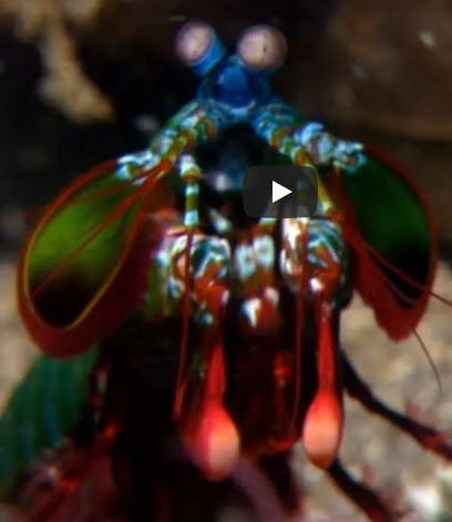 Mantis Shrimp Packs a Punch | Predator in Paradise – National Geographic