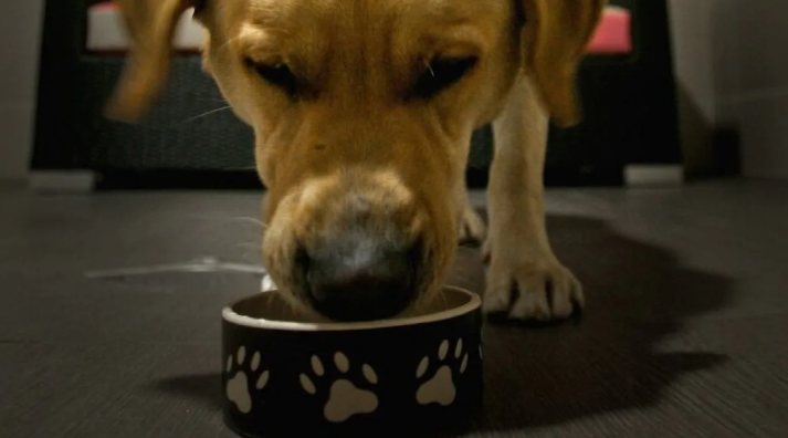 dog eating 