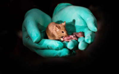Same-sex mouse parents give birth via gene editing – lesson materials submitted by Leila Knetsch