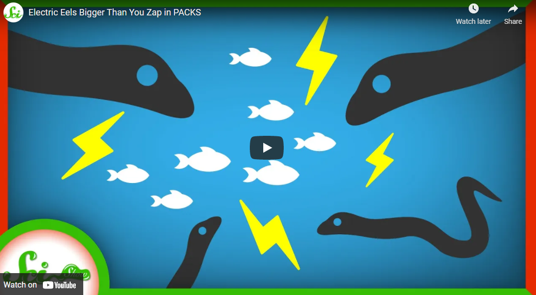Electric Eels Bigger Than You Zap in PACKS