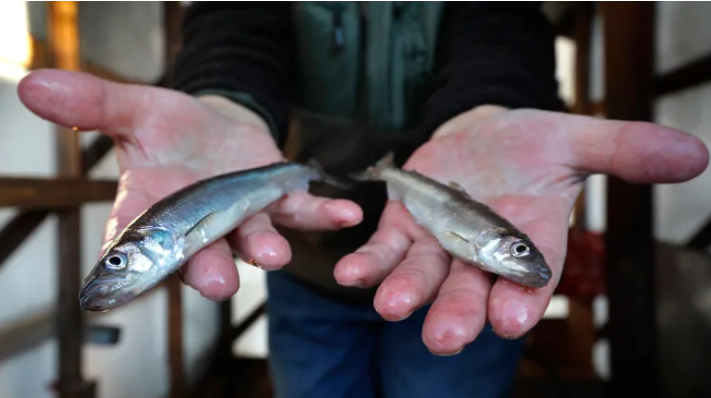 photo of two small fish held in each hand
