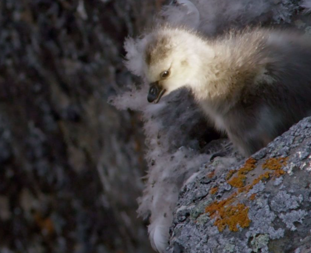 Barnacle gosling’s terrifying cliff tumble – BBC News