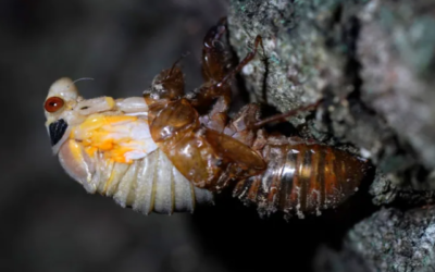 Trillions of cicadas from Brood X set to emerge – CBC News, submitted by Kris Lee