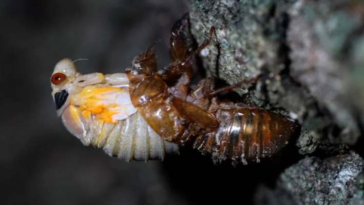 photo of cicada