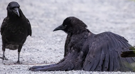 crow covered with ants