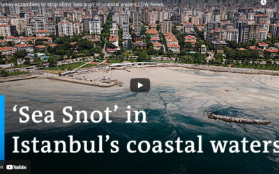 Turkey’s “sea snot” problem – submitted by Kris Lee