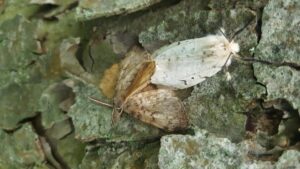 photo of a moth