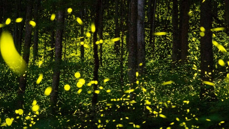 photo of fireflies in forest