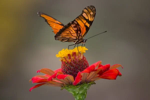 EcoSpark Pollinator Surveys & Caterpillars Count