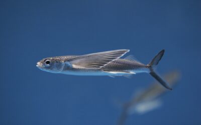 Flying Fish (Family: Exocoetidae)