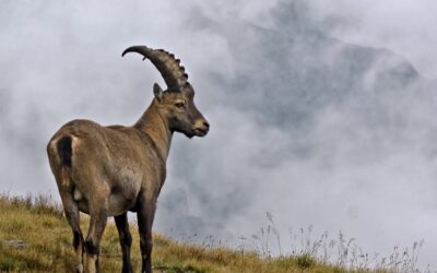 An Alpine ibex defies gravity to lick salt