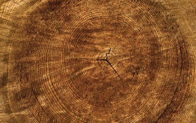 Solving a Climate Puzzle, One Tree Ring at a Time