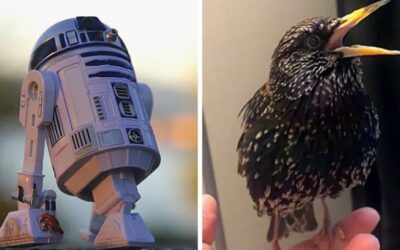 R2-D2 Impression by a Talented European Starling